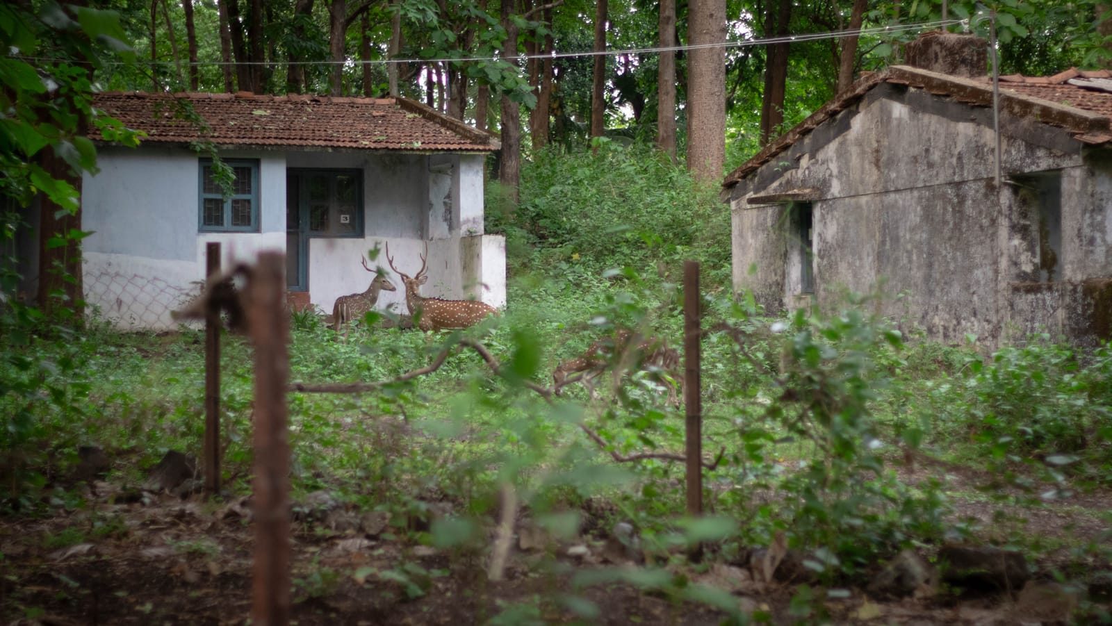 Birdwatching