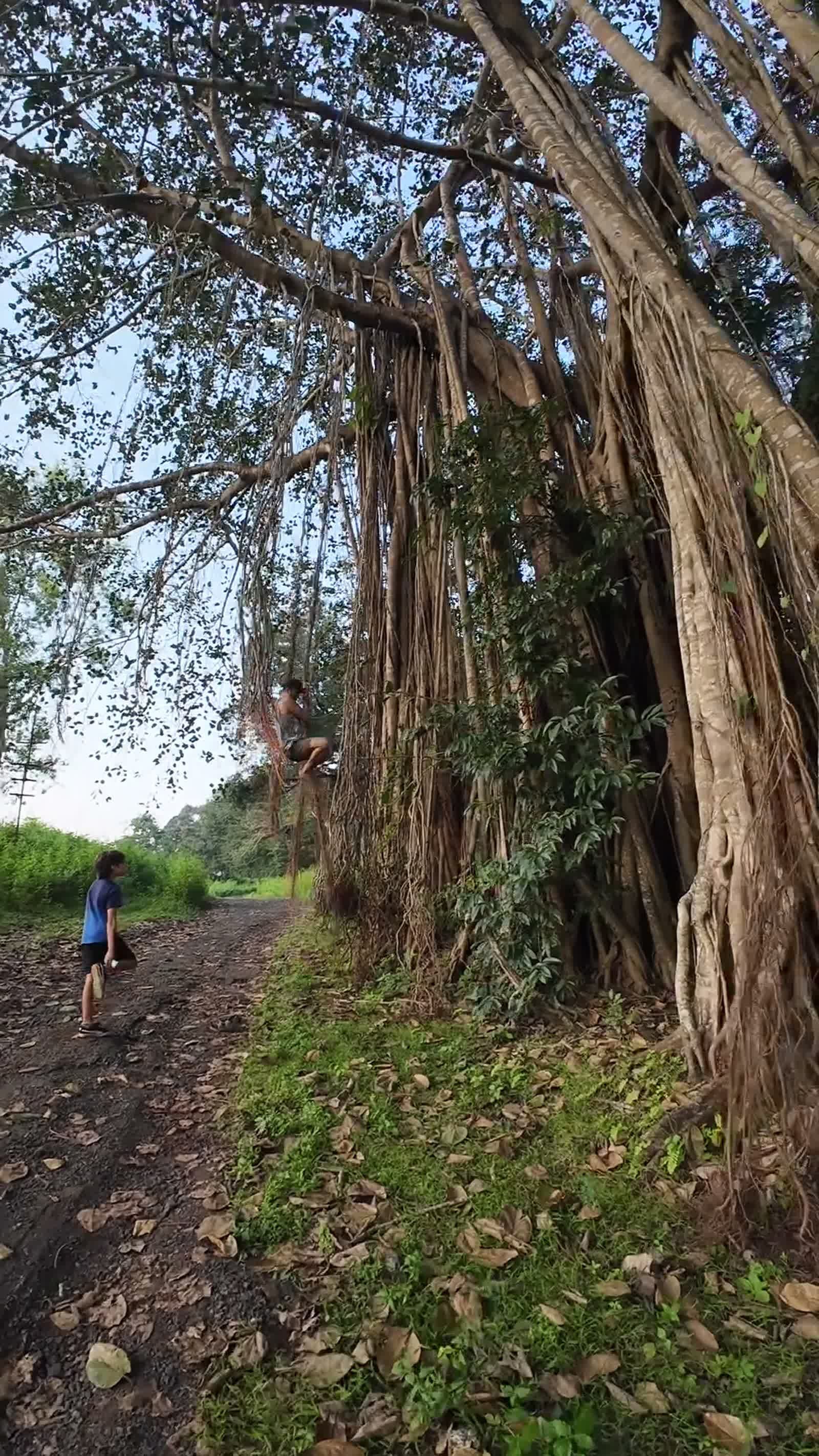 Banyan Trees to Climb