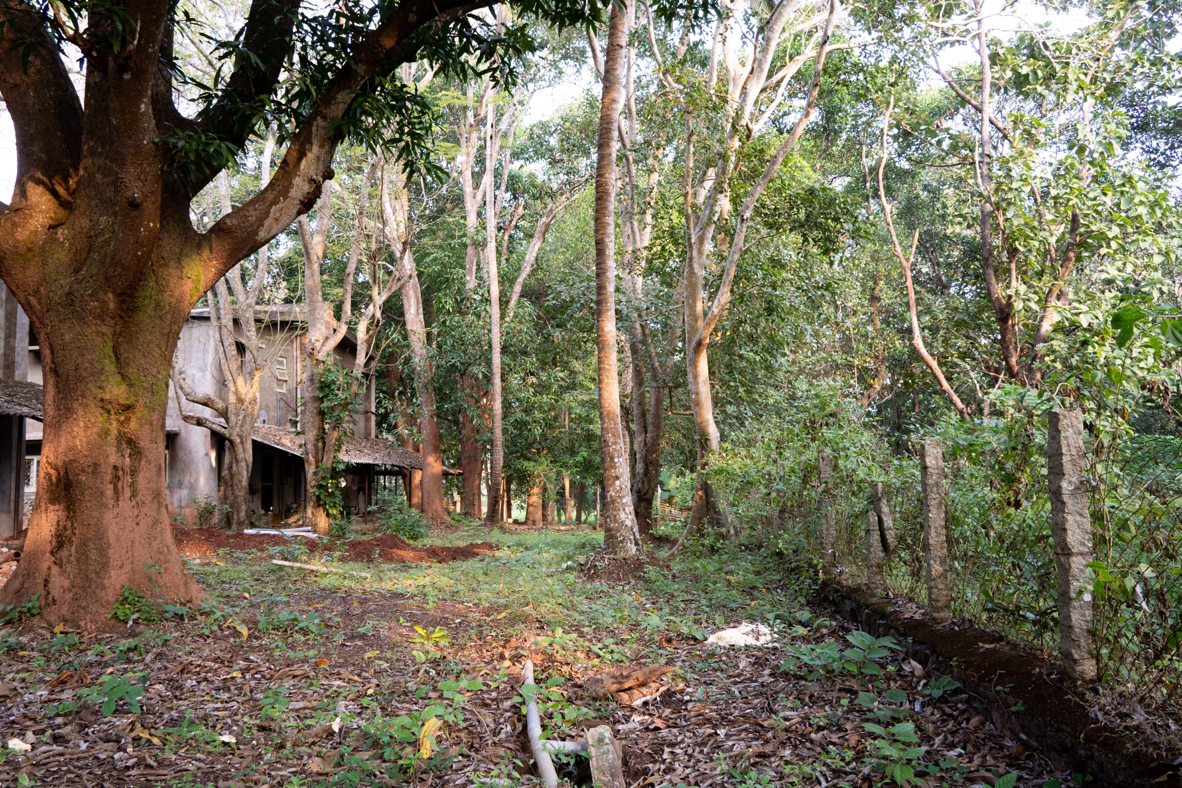 A Jungli villa