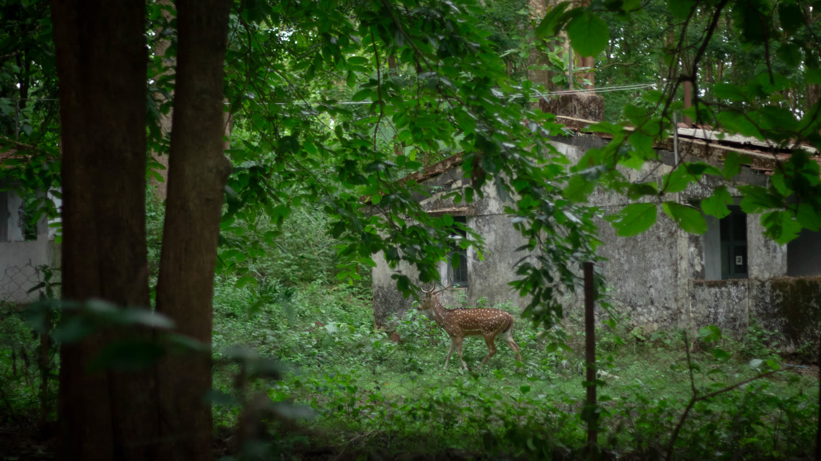 A spotted deer in the jungle at Jungli